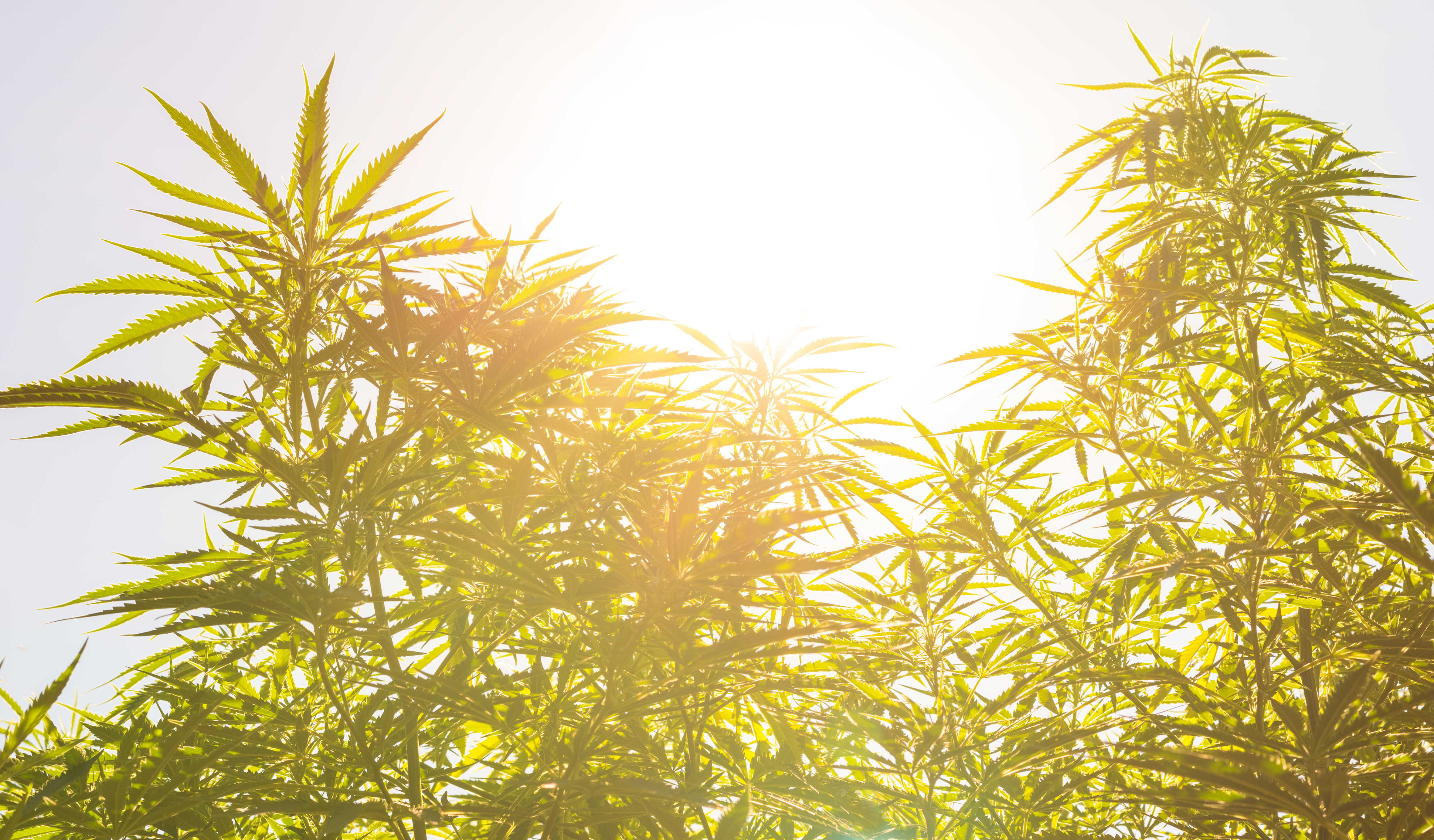 Marijuana (cannabis) plants before harvest time in sunshine